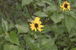 Cucumberleaf sunflower